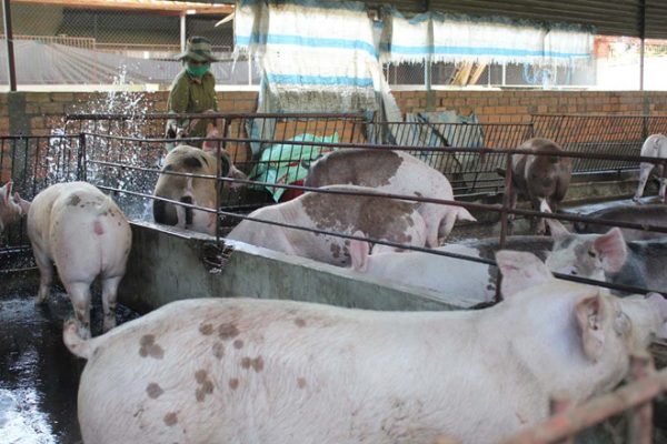 Phân tích nước thải chăn nuôi