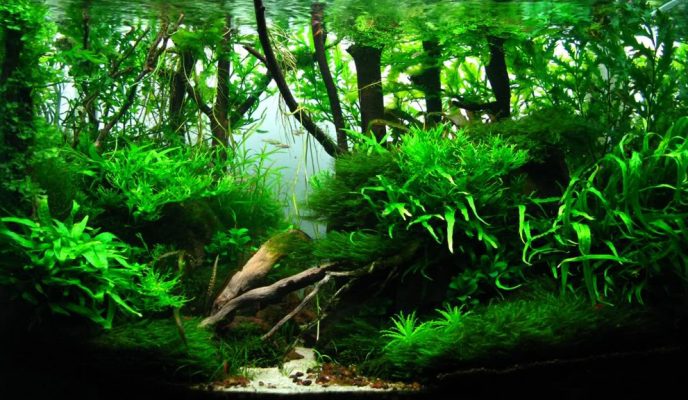 Phương pháp xử lý nước thải bằng thực vật thủy sinh