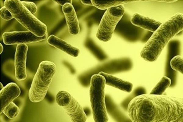 Vi khuẩn coliform trong nước có hại không và xử lý nó như thế nào?