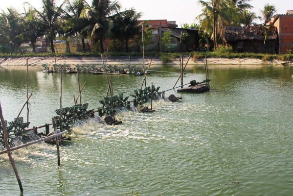 Phân tích các giải pháp xử lý nước thải nuôi tôm công nghiệp