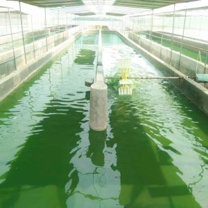Phương pháp thu hoạch và chế biến tảo Spirulina